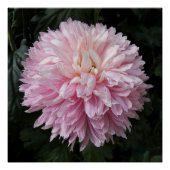 Pink Chrysanthemum Bloom Floral Poster (Vorderseite)