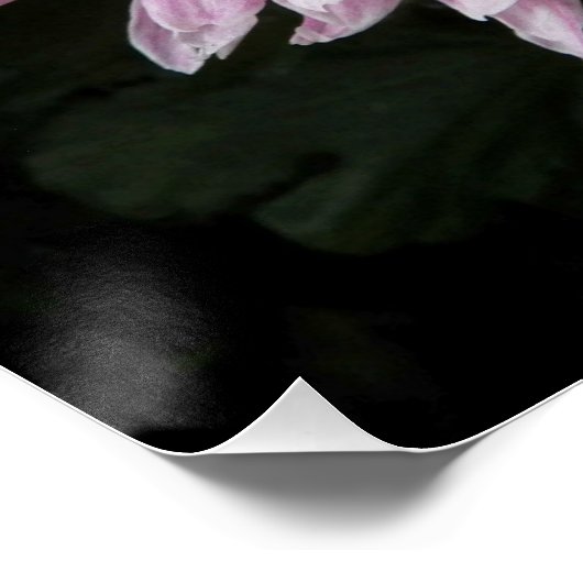 Pink Chrysanthemum Bloom Floral Poster (Ecke)