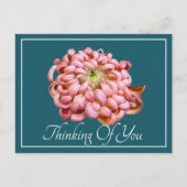 Pink Chrysanthemum Cyan Hintergrund Denken Sie an Postkarte (Vorderseite)