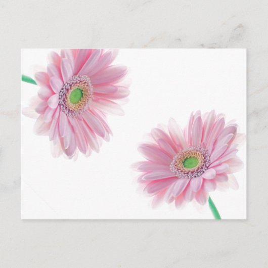Pink CHRYSANTHEMUM Postkarte (Vorderseite)