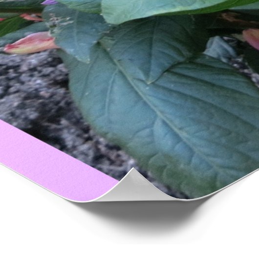 Pink Chrysanthemums (Foto) Poster (Ecke)