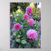 Pink Chrysanthemums (Foto) Poster (Vorne)