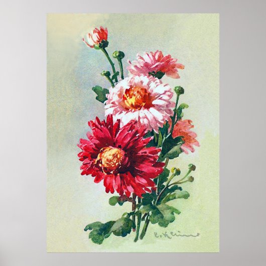 Pink Chrysanthemums von Catherine Klein Poster (Vorne)