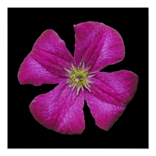 Pink Clematis Poster (Vorderseite)