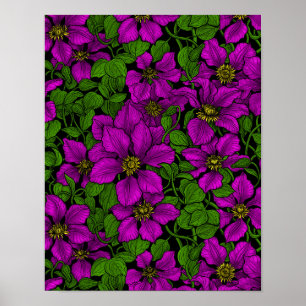 Pink Clematis Poster