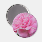 Pink Climbing Rose Magnet (Vorderseite/Rückseite)