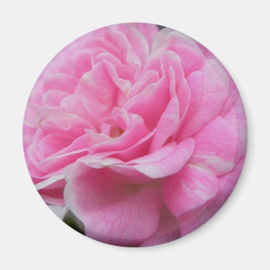 Pink Climbing Rose Magnet (Vorne)