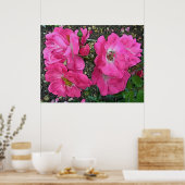 Pink Climbing Rose Poster digital verbessert (Küche)