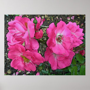 Pink Climbing Rose Poster digital verbessert