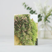 PINK Climbing ROSE Postkarte (Stehend Vorderseite)