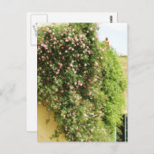 PINK Climbing ROSE Postkarte (Vorne/Hinten)