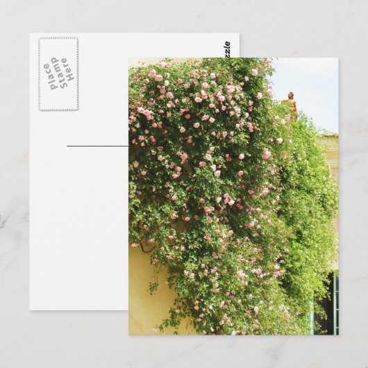 PINK Climbing ROSE Postkarte (Vorne/Hinten)
