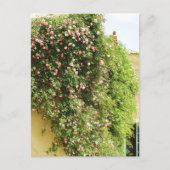 PINK Climbing ROSE Postkarte (Vorderseite)