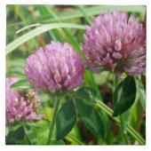 Pink Clover Wildblume - Trifolium pratense Fliese (Vorderseite)