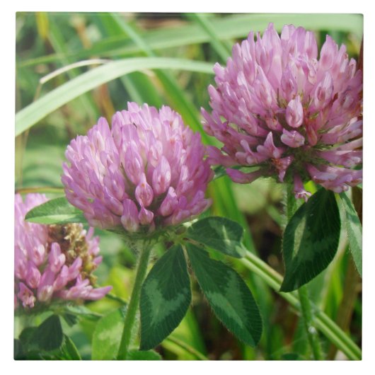 Pink Clover Wildblume - Trifolium pratense Fliese (Vorderseite)