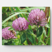 Pink Clover Wildblume - Trifolium pratense Fotoplatte (Vorderseite)