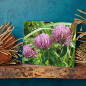Pink Clover Wildblume - Trifolium pratense Fotoplatte (Seite)
