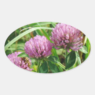 Pink Clover Wildblume - Trifolium pratense Ovaler Aufkleber