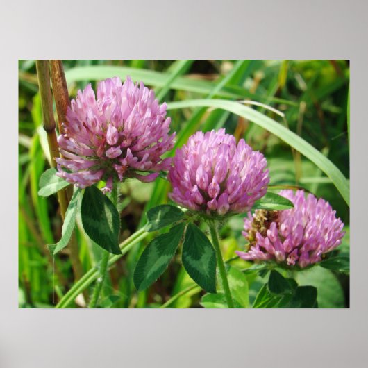 Pink Clover Wildblume - Trifolium pratense Poster (Vorne)