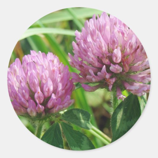 Pink Clover Wildblume - Trifolium pratense Runder Aufkleber (Vorderseite)