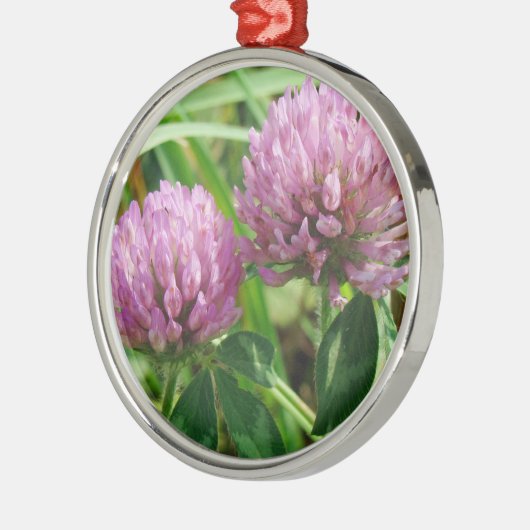 Pink Clover Wildblume - Trifolium pratense Silbernes Ornament (Links)