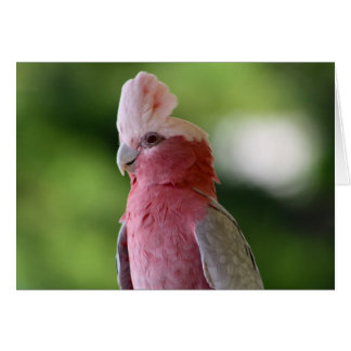 Pink Cockatoo