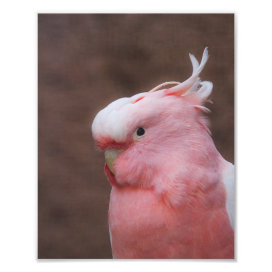 Pink Cockatoo Fotodruck (Vorne)