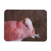 Pink Cockatoo Magnet (Horizontal)