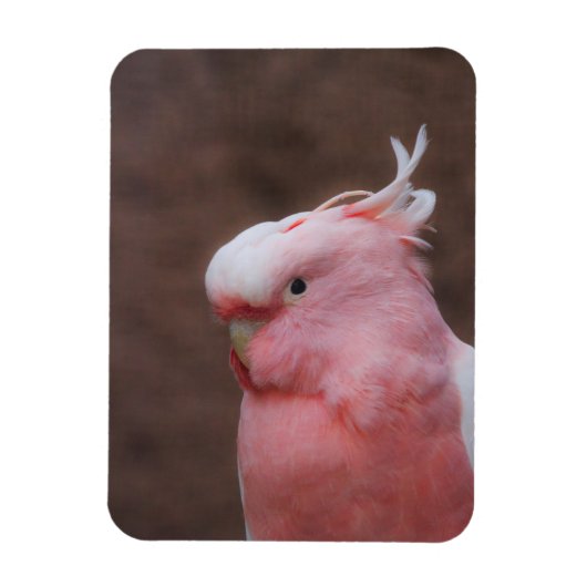 Pink Cockatoo Magnet (Vertikal)