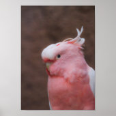 Pink Cockatoo Poster (Vorne)