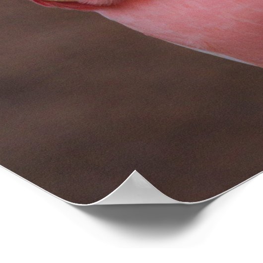 Pink Cockatoo Poster (Ecke)