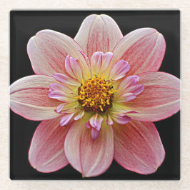 Pink Collarette Dahlia auf der schwarzen Flora Glasuntersetzer