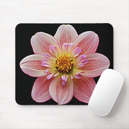 Pink Collarette Dahlia auf der schwarzen Flora Mousepad (Mit Mouse)