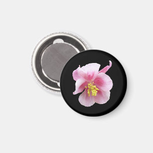 Pink Columbine Blume auf schwarzem Hintergrund Magnet