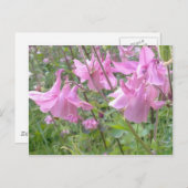 Pink Columbine Blume Postcard Postkarte (Vorne/Hinten)