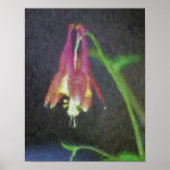 Pink Columbine Impressionist Blume Art Poster (Vorne)