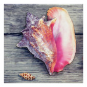Pink Conch Junonia Seashell Fotografie Poster (Vorderseite)