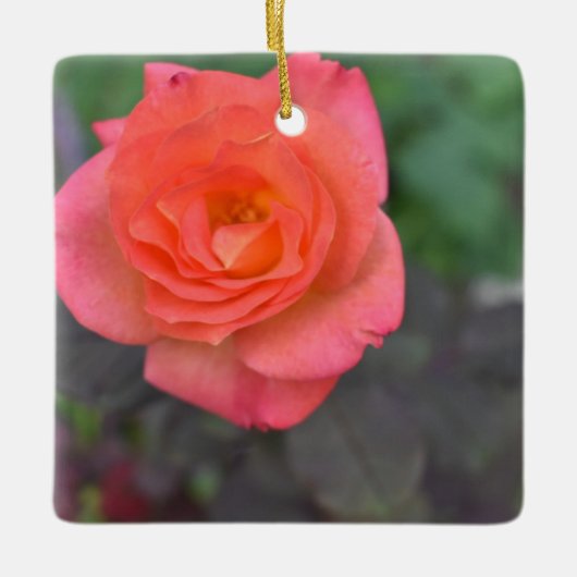 Pink Coral Rose Natur Fotografie Blume Pflanze Keramikornament (Vorderseite)