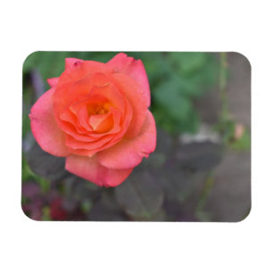 Pink Coral Rose Natur Fotografie Blume Pflanze Magnet