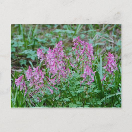 Pink Corydalis Blume Postkarte (Vorderseite)