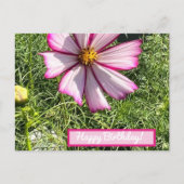 Pink Cosmo Blume Postkarte, Happy Birthday Postkarte (Vorderseite)