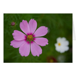 Pink Cosmos bipinnatus