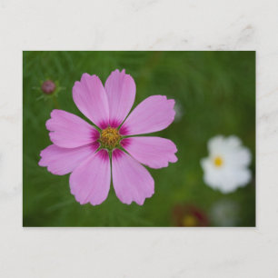 Pink Cosmos bipinnatus Postkarte
