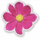 PInk Cosmos-Blume Aufkleber (Vorderseite)