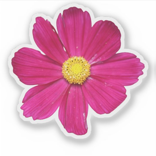 PInk Cosmos-Blume Aufkleber (Vorderseite)