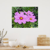 Pink Cosmos Blume Poster (Küche)