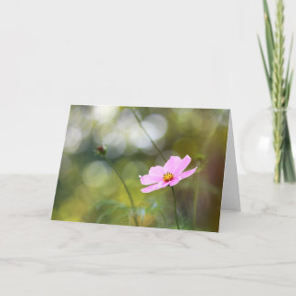 Pink Cosmos Blume Später Nachmittag Bokeh Karte