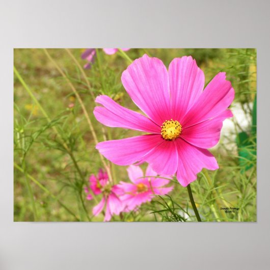 Pink Cosmos Poster (Vorne)