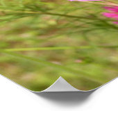 Pink Cosmos Poster (Ecke)