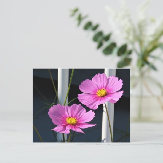 Pink Cosmos Postkarte (Stehend Vorderseite)